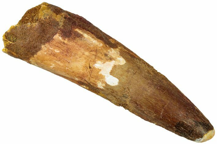 Fossil Spinosaurus Tooth - Real Dinosaur Tooth #311309